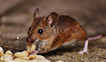 24 Hour & Emergency Exterminators in Lake Norden, SD